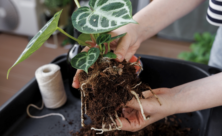 Ayuda a las plantas a crecer fuertes y sanas. Foto: Shutterstock