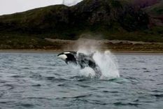 Las orcas llegaron a las aguas del sur argentino y sorprendieron a los pobladores Las orcas llegaron a las aguas del sur argentino y sorprendieron a los pobladores