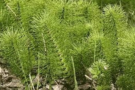 La planta cola de caballo fue de suma importancia para realizar este hallazgo. La planta cola de caballo fue de suma importancia para realizar este hallazgo.