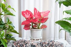 Jardín Cuidados de la aglaonema Foto: Shutterstock