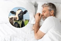¿Qué se esconde detrás de soñar con vacas? (Shutterstock) ¿Qué se esconde detrás de soñar con vacas? (Shutterstock)