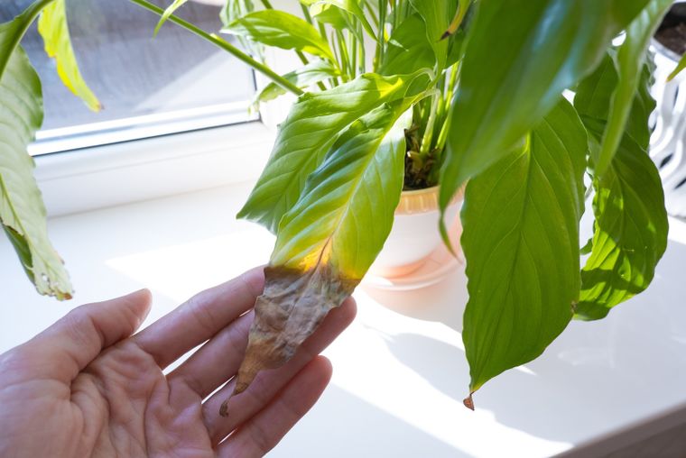 Esta solución resulta milagrosa para revivir plantas Foto: Fuente: Shutterstock