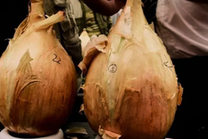 Elegir una variedad conocida por producir bulbos grandes ayuda a garantizar cebollas de buen tamaño cuando llegue el momento de la cosecha. Foto: organicseeds4you.com