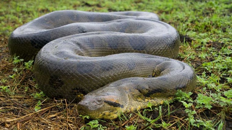 Anaconda, serpiente, Gigante