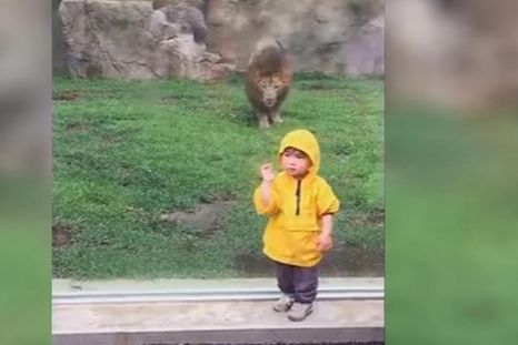 León ataca por la espalda a un bebé