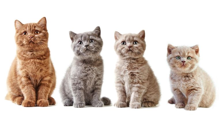 Test de personalidad