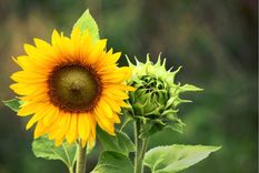 GIRASOL Foto: shutterstock