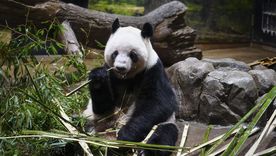 Los pandas fueron despedidos en su zoológico de Tokio. Los pandas fueron despedidos en su zoológico de Tokio.