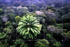 Imágenes tomadas con drones de la copa de los árboles en el bosque de Ngoye Foto: Dpa. Imágenes tomadas con drones de la copa de los árboles en el bosque de Ngoye Foto: Dpa.