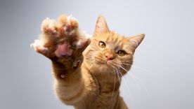 Hay gatos diestros y zurdos.&nbsp;