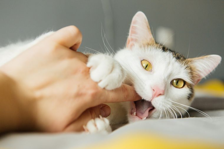 GATOS QUÉ HACER SI MI GATO ME MUERDE Foto: SHUTTERSTOCK