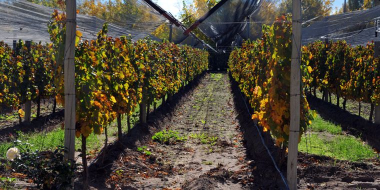 Foto: Pablo Matar/Mediamza.com