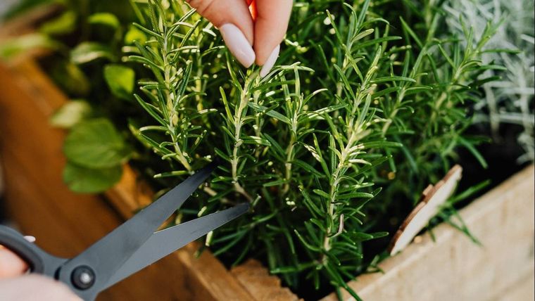 El romero no debe faltar en casa. Foto: Archivo