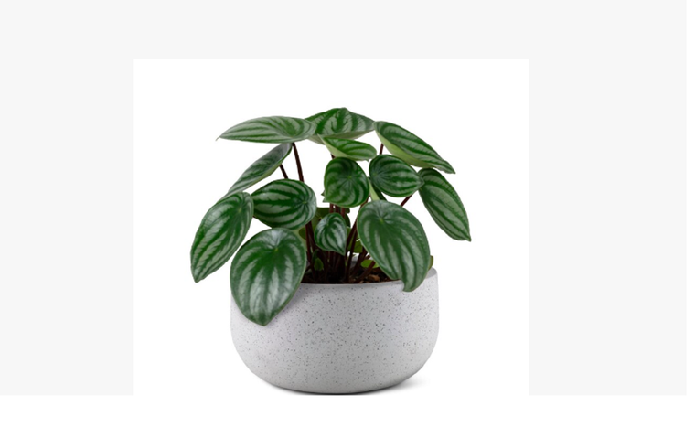 Una planta de rápido crecimiento. Foto: Fuente: Freepik