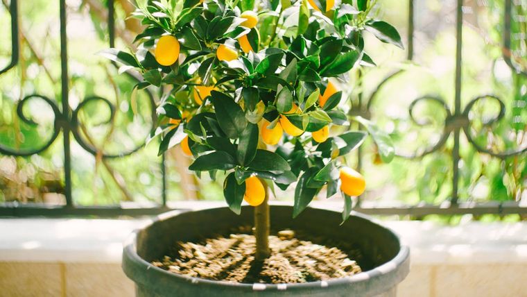 Complementa el abono con cáscaras de plátano y restos de té verde. Foto: Archivo