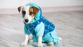 ¿Es necesario abrigar a un perro? Los especialistas aseguran que hay que tener en cuenta la necesidad primaria de cada mascota. ¿Es necesario abrigar a un perro? Los especialistas aseguran que hay que tener en cuenta la necesidad primaria de cada mascota.