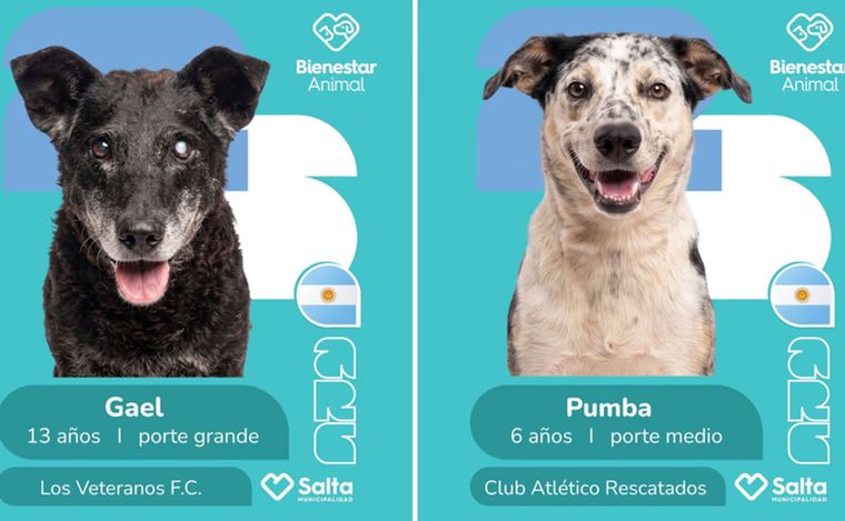 La Municipalidad de Salta lanzó una ingeniosa campaña de adopción.