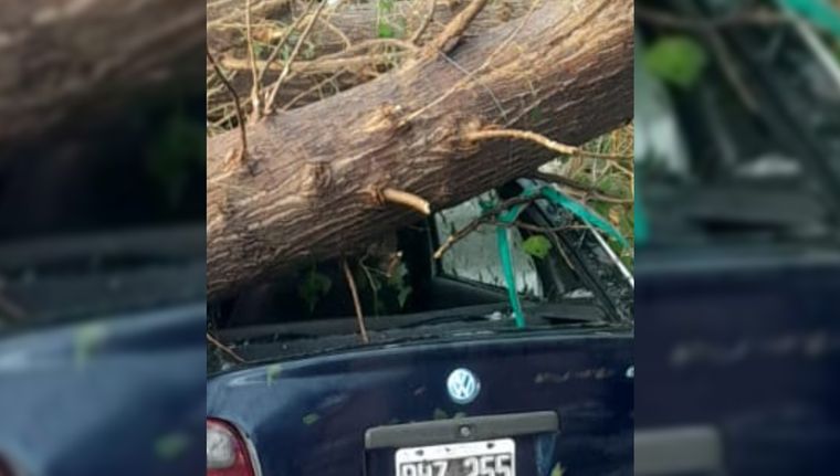 El árbol sobre el vehículo del joven que murió. Foto: Ministerio de Seguridad.