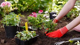 El calendario lunar de marzo 2026 indica los mejores días para sembrar y podar en el jardín. Foto: Archivo