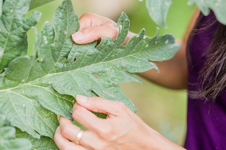 Este remedio casero se realiza con productos de la cocina Foto: SHUTTERSTOCK