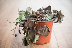 Este abono casero dejará las plantas fuertes y sanas Foto: Shutterstock