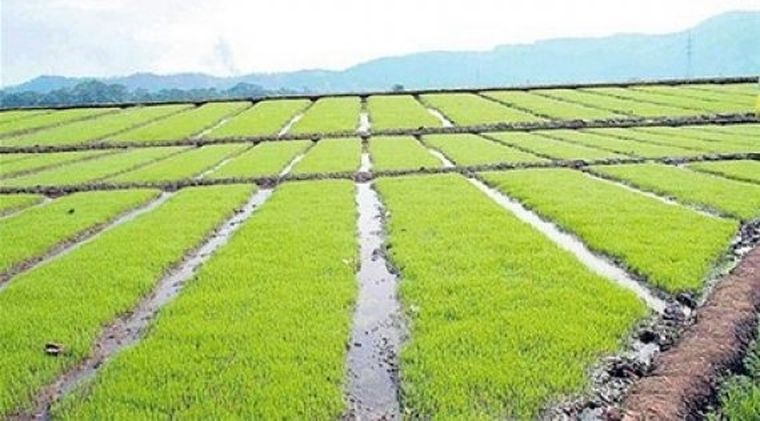 Plantación de arroz en Corrientes