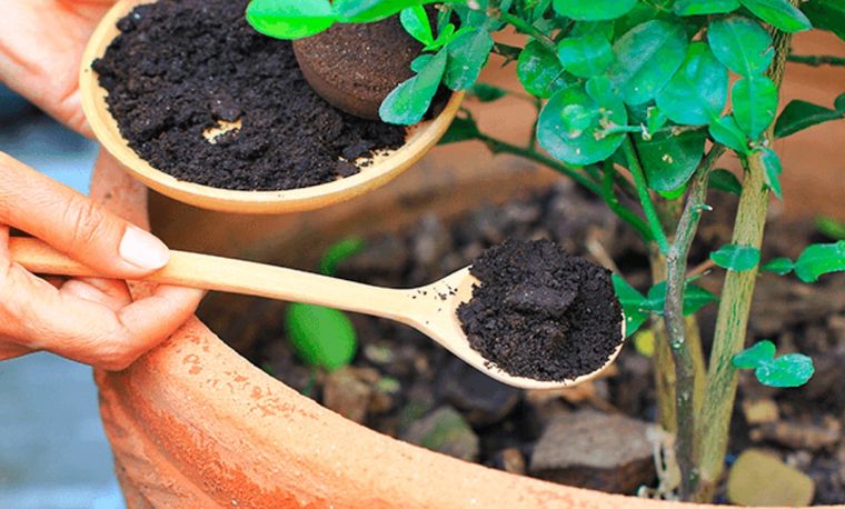 Jardín Usa la borra de café de esta manera