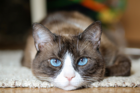 Algunos tips para mejorar la convivencia con tu gato en un departamento. Algunos tips para mejorar la convivencia con tu gato en un departamento.