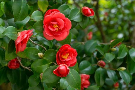Un árbol que transforma cualquier espacio exterior en invierno. Foto: Shutterstock Un árbol que transforma cualquier espacio exterior en invierno. Foto: Shutterstock