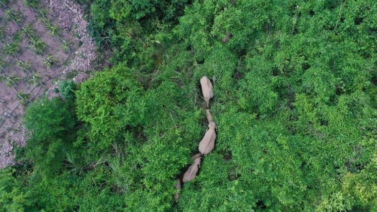Los científicos señalan que no pueden determinar hacia donde se dirige la manada de elefantes. Foto: GETTY IMAGES