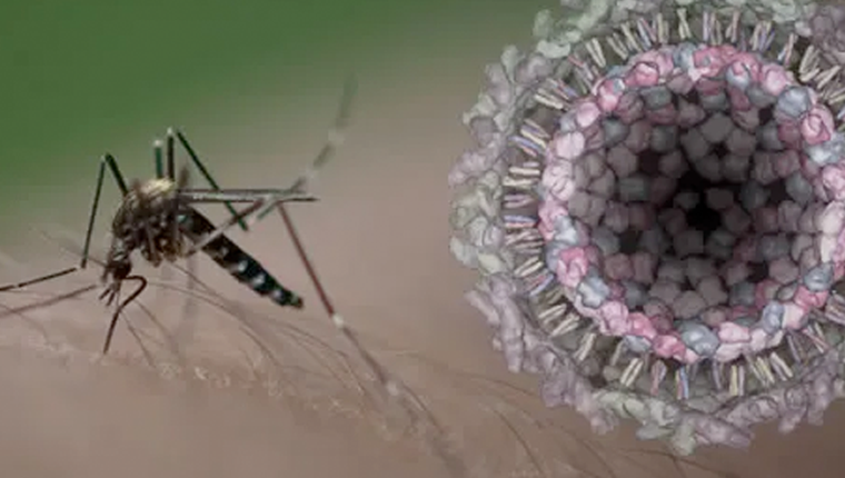 La fiebre de Chikungunya puso en alerta al sistema sanitario argentino.