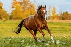 El término latino utilizado para denominar al caballo era equus, mientras caballus, que derivó en la palabra “caballo”, es un término del latín tardío. Foto: Archivo MDZ