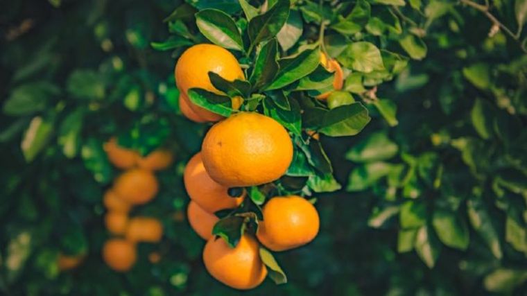 Sigue estos consejos para podar correctamente tu árbol de mandarinas Foto: Shutterstock