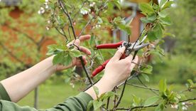 Las plantas necesitan una poda. Fuente: Shutterstock. Las plantas necesitan una poda. Fuente: Shutterstock.