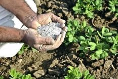 Usa azufre para combatir plagas y hongos en el jardín