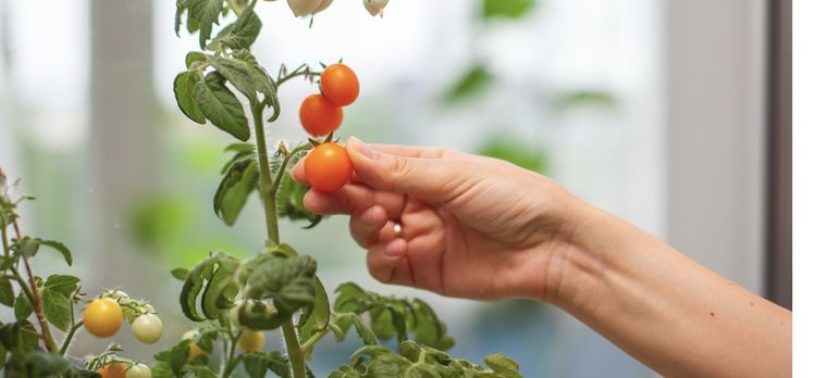 Estos trucos te ayudarán a cultivar los mejores tomates Foto: Shutterstock