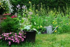 Ten un jardín lleno de flores inclusive en esta temporada. Foto: Shutterstock