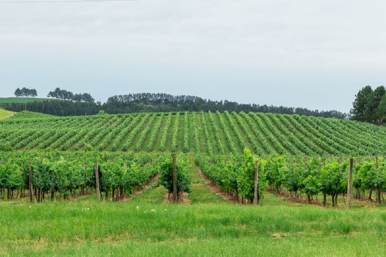 Muy cerca de Colón, Entre Ríos, se puede disfrutar de un gran festival enogastronómico Foto: shutterstock