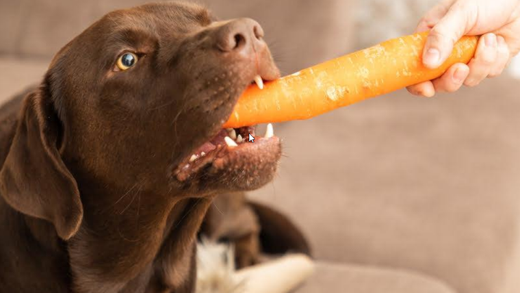 Alimentos de casa para mejorar la higiene bucal de tu perro. Foto: Archivo
