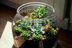 Estos pequeños jardines están armados dentro de un recipiente.