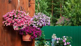 JARDÍN El rosa volvió a ponerse de moda hasta a la hora de ornamentar con flores Foto: SHUTTERSTOCK