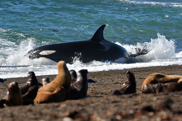 Es posible ver a las orcas encalladas en la orilla de la playa Foto: Télam