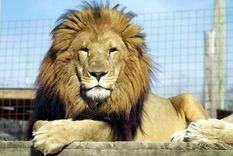 Grave situaciíon en un zoológico de Jamaica. Foto: Elpais.