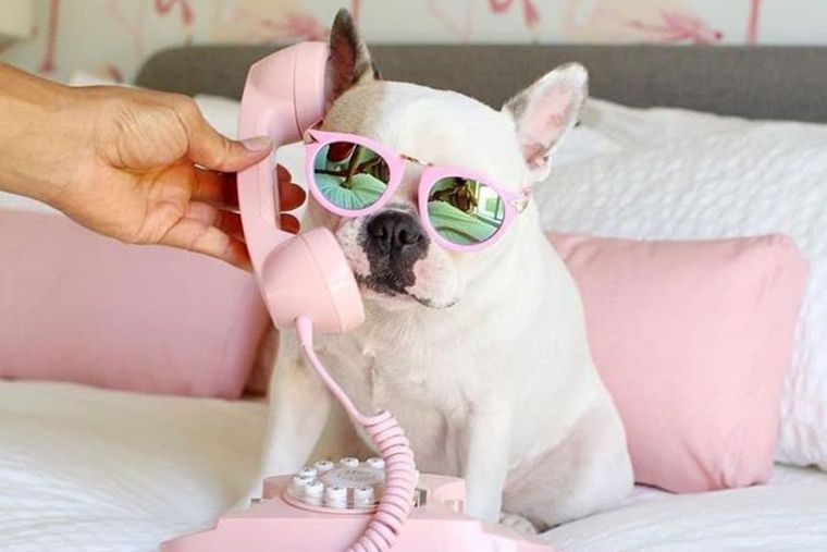 La inteligencia artificial te ayuda a elegir el nombre perfecto para tu perro. La inteligencia artificial te ayuda a elegir el nombre perfecto para tu perro. 