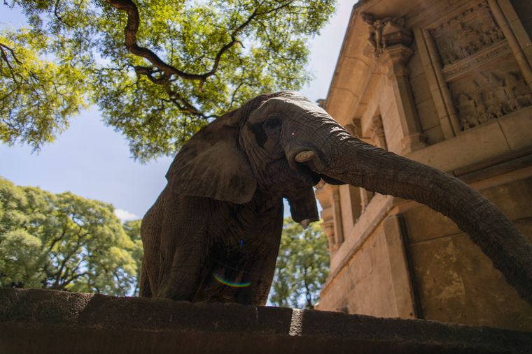 La elefanta Pupy en el ecoparque de Buenos Aires. La elefanta Pupy en el ecoparque de Buenos Aires.