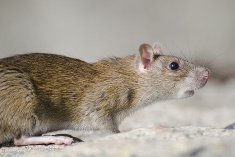 Un sueño que puede ser perturbador. Fuente: Freepik. Un sueño que puede ser perturbador. Fuente: Freepik.