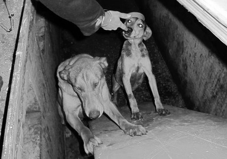 Los perros frustrados no pueden subir el tobogán.