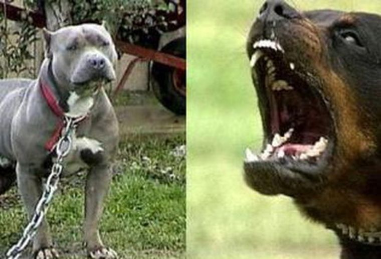 Murió una anciana que fue atacada por un pitbull y un pamapa argentino hace 20 días.