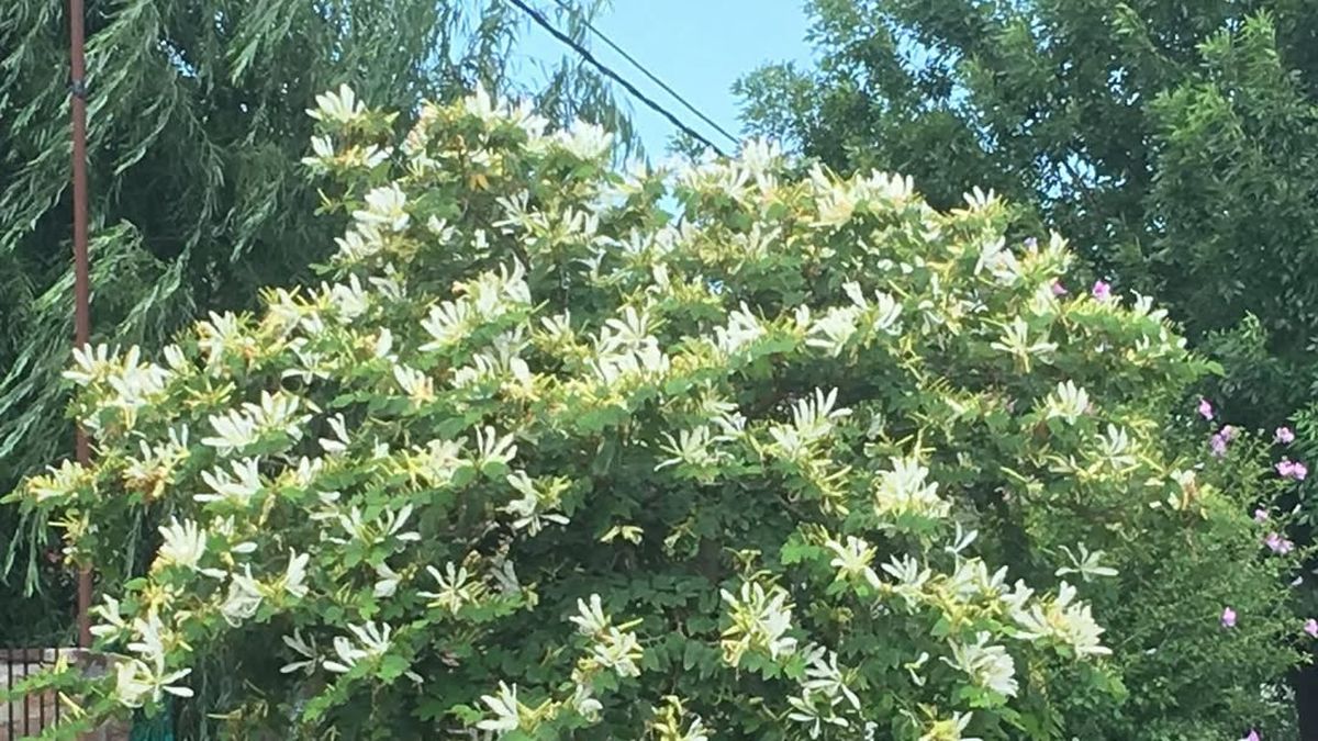 El árbol perfecto para un jardín chico: llena de flores el patio y atrae colibríes