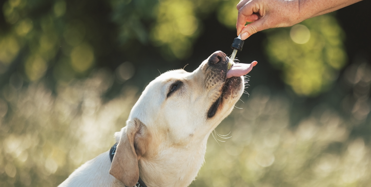 La desparasitación debe ser interna y externa. Foto: Shutterstock